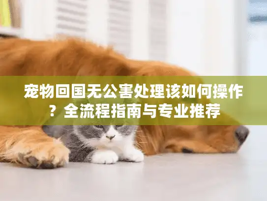 宠物回国无公害处理该如何操作？全流程指南与专业推荐
