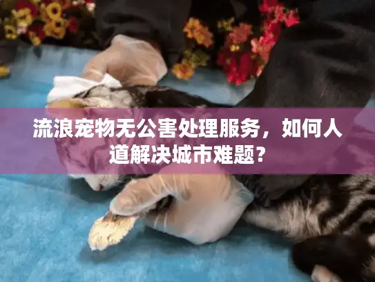 流浪宠物无公害处理服务，如何人道解决城市难题？