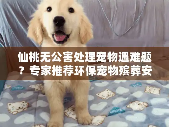 仙桃无公害处理宠物遇难题？专家推荐环保宠物殡葬安心方案
