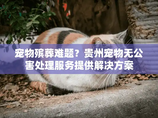 宠物殡葬难题？贵州宠物无公害处理服务提供解决方案