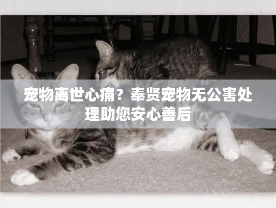宠物离世心痛？奉贤宠物无公害处理助您安心善后