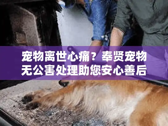 宠物离世心痛？奉贤宠物无公害处理助您安心善后