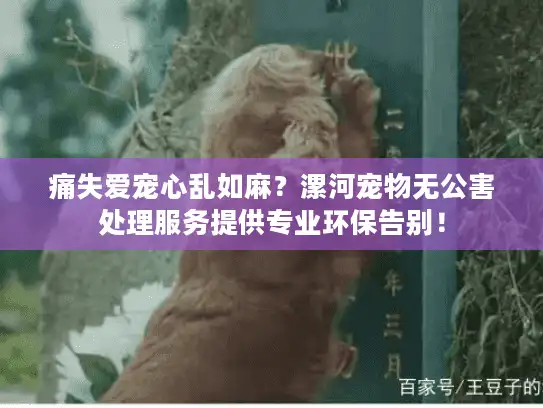 痛失爱宠心乱如麻？漯河宠物无公害处理服务提供专业环保告别！