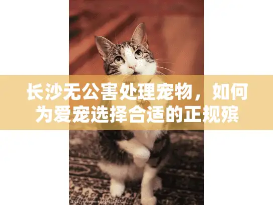 长沙无公害处理宠物，如何为爱宠选择合适的正规殡葬服务？