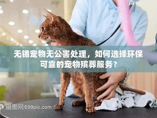 无锡宠物无公害处理，如何选择环保可靠的宠物殡葬服务？
