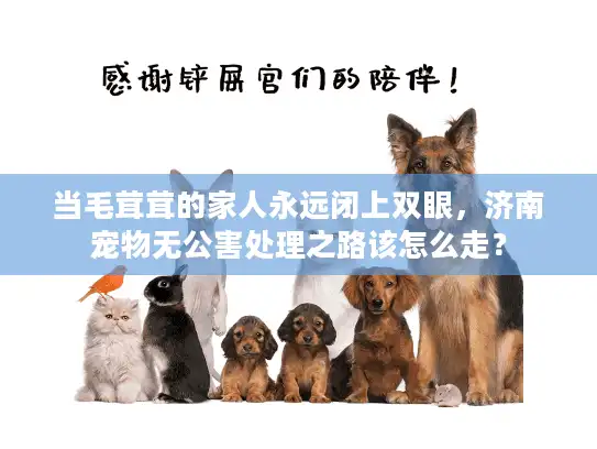 当毛茸茸的家人永远闭上双眼，济南宠物无公害处理之路该怎么走？