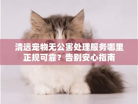 清远宠物无公害处理服务哪里正规可靠？告别安心指南