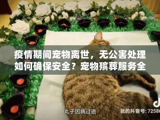 疫情期间宠物离世，无公害处理如何确保安全？宠物殡葬服务全面解析