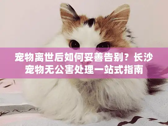 宠物离世后如何妥善告别？长沙宠物无公害处理一站式指南