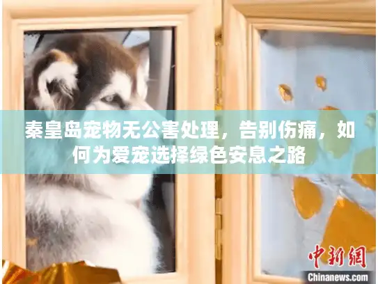 秦皇岛宠物无公害处理，告别伤痛，如何为爱宠选择绿色安息之路