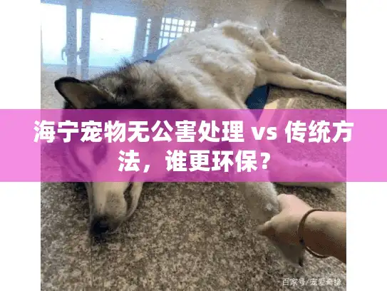 海宁宠物无公害处理 vs 传统方法，谁更环保？