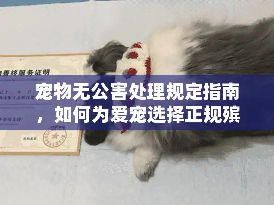 宠物无公害处理规定指南，如何为爱宠选择正规殡葬服务