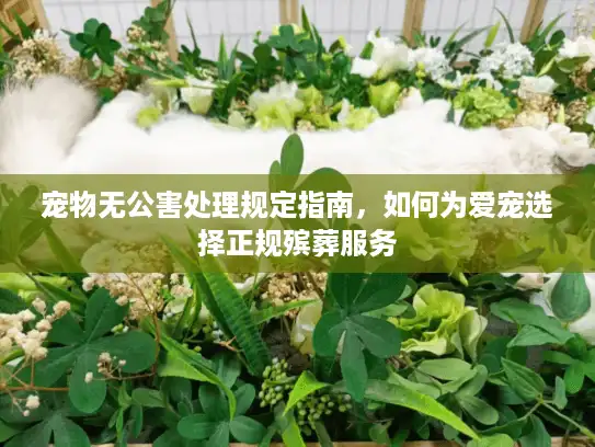 宠物无公害处理规定指南，如何为爱宠选择正规殡葬服务