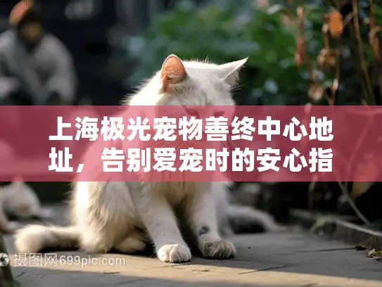 上海极光宠物善终中心地址，告别爱宠时的安心指引