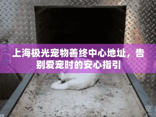 上海极光宠物善终中心地址，告别爱宠时的安心指引