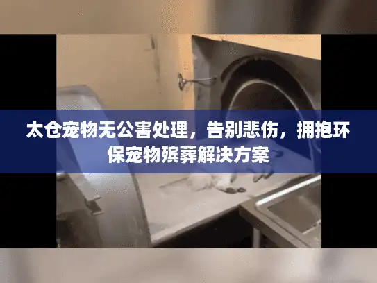 太仓宠物无公害处理，告别悲伤，拥抱环保宠物殡葬解决方案