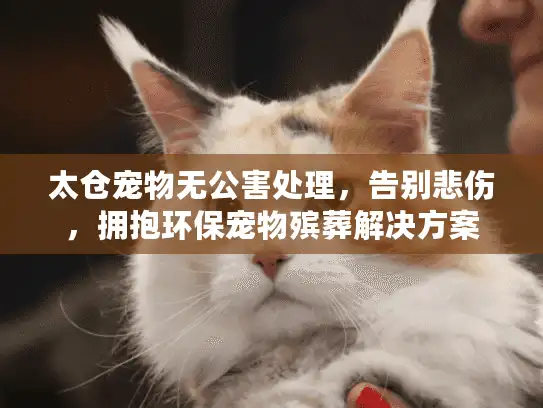 太仓宠物无公害处理，告别悲伤，拥抱环保宠物殡葬解决方案