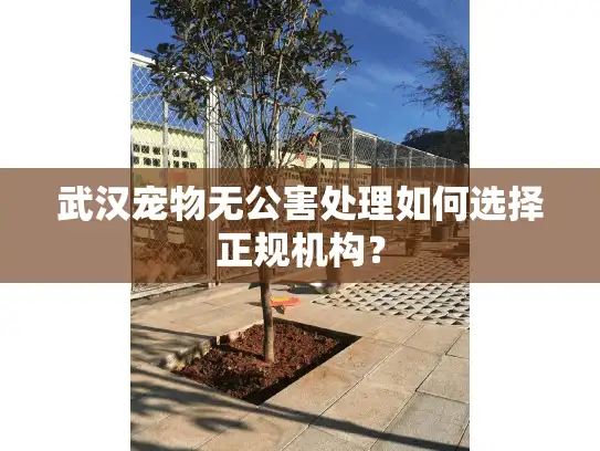 武汉宠物无公害处理如何选择正规机构？
