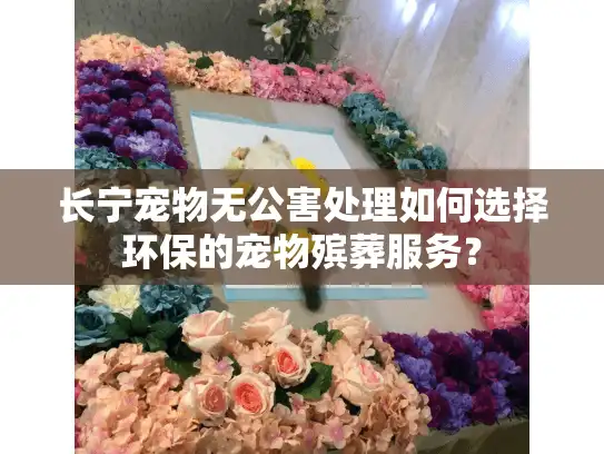 长宁宠物无公害处理如何选择环保的宠物殡葬服务？