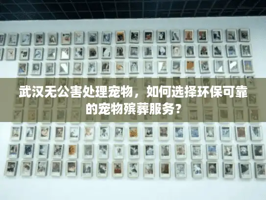 武汉无公害处理宠物，如何选择环保可靠的宠物殡葬服务？