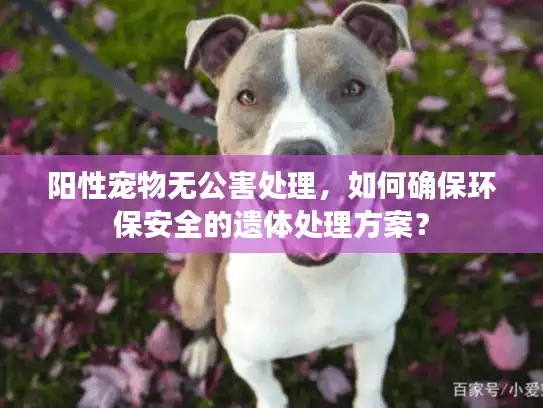 阳性宠物无公害处理，如何确保环保安全的遗体处理方案？