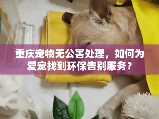 重庆宠物无公害处理，如何为爱宠找到环保告别服务？