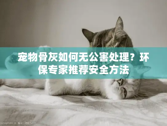 宠物骨灰如何无公害处理？环保专家推荐安全方法
