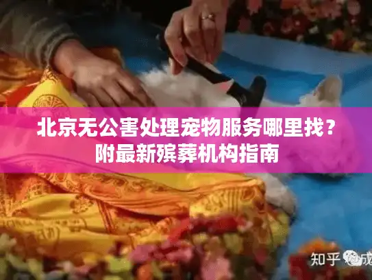 北京无公害处理宠物服务哪里找？附最新殡葬机构指南
