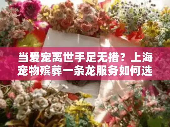 当爱宠离世手足无措？上海宠物殡葬一条龙服务如何选择才安心