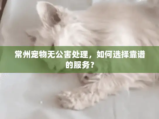 常州宠物无公害处理，如何选择靠谱的服务？