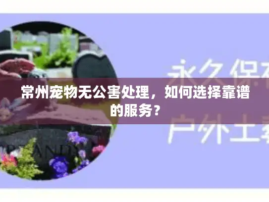 常州宠物无公害处理，如何选择靠谱的服务？