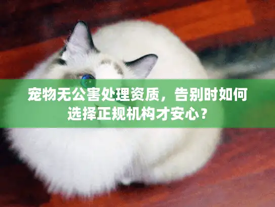 宠物无公害处理资质，告别时如何选择正规机构才安心？