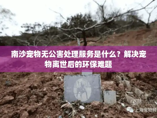 南沙宠物无公害处理服务是什么？解决宠物离世后的环保难题