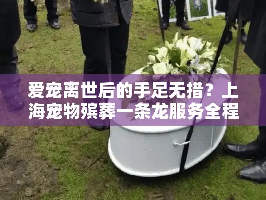 爱宠离世后的手足无措？上海宠物殡葬一条龙服务全程守护