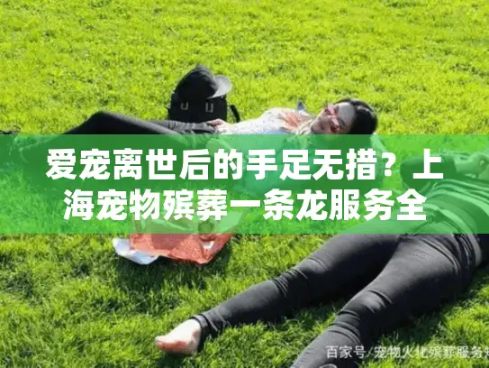 爱宠离世后的手足无措？上海宠物殡葬一条龙服务全程守护