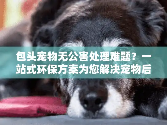 包头宠物无公害处理难题？一站式环保方案为您解决宠物后事