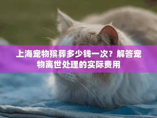 上海宠物殡葬多少钱一次？解答宠物离世处理的实际费用