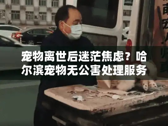 宠物离世后迷茫焦虑？哈尔滨宠物无公害处理服务专业化解