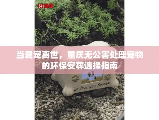 当爱宠离世，重庆无公害处理宠物的环保安葬选择指南
