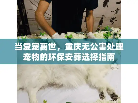 当爱宠离世，重庆无公害处理宠物的环保安葬选择指南