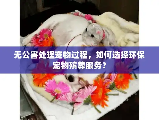 无公害处理宠物过程，如何选择环保宠物殡葬服务？