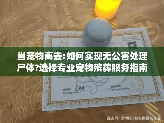 当宠物离去:如何实现无公害处理尸体?选择专业宠物殡葬服务指南
