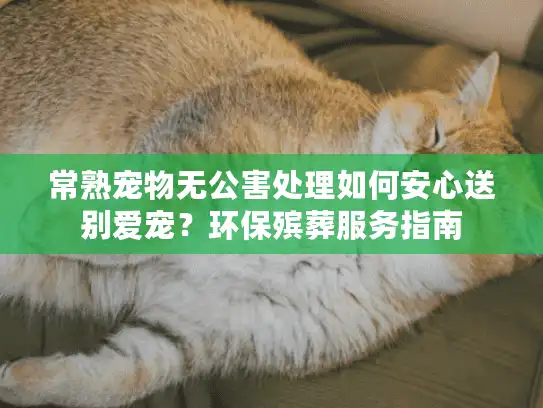常熟宠物无公害处理如何安心送别爱宠？环保殡葬服务指南