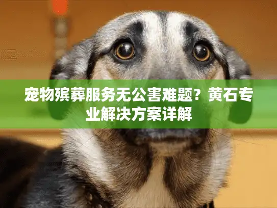 宠物殡葬服务无公害难题？黄石专业解决方案详解