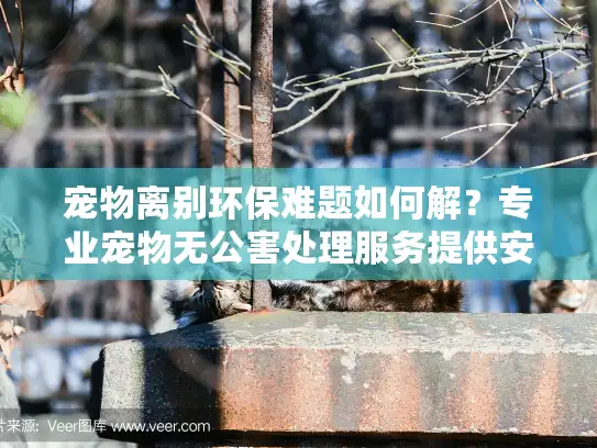宠物离别环保难题如何解？专业宠物无公害处理服务提供安心方案