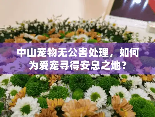 中山宠物无公害处理，如何为爱宠寻得安息之地？