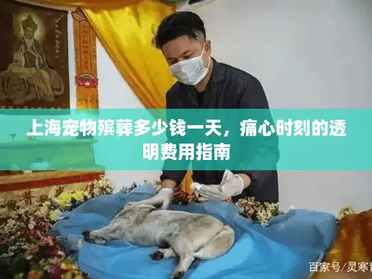 上海宠物殡葬多少钱一天，痛心时刻的透明费用指南