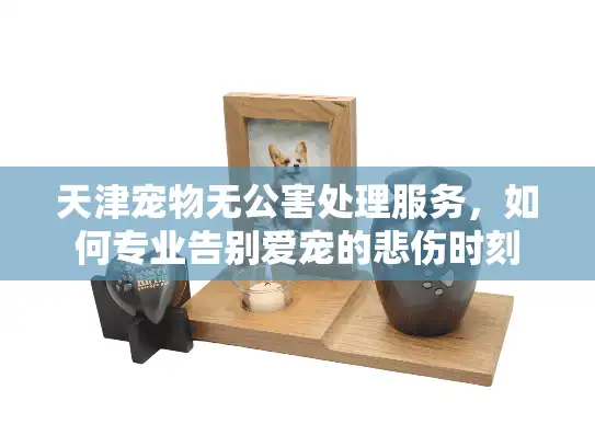 天津宠物无公害处理服务，如何专业告别爱宠的悲伤时刻