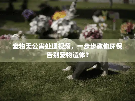 宠物无公害处理视频，一步步教你环保告别宠物遗体？