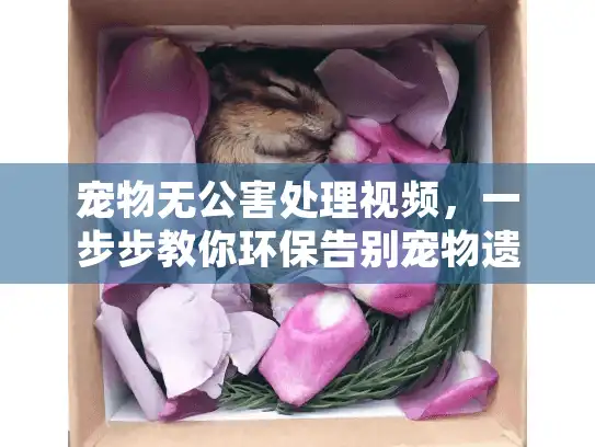 宠物无公害处理视频，一步步教你环保告别宠物遗体？